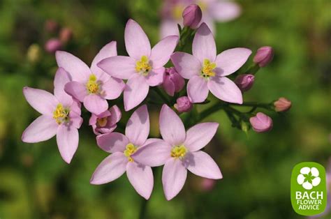 Bach Flower Essence Centaury Centaurium Erythaea Bach Flower