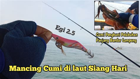 Mancing Cumi Di Pelabuhan Panjang Bandar Lampung Mancing Cumi Di