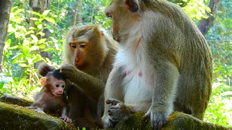 Grandma Bonita Grooming New Baby Monkeys L Full Videos Youtube