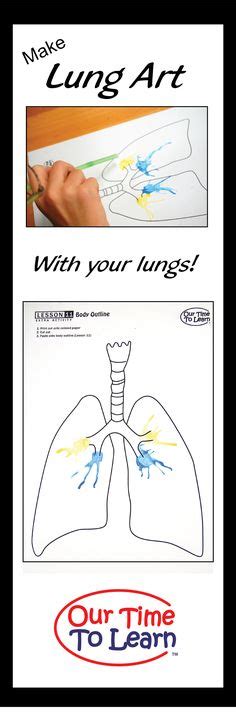 25 Respiratory System Lungs Ideas Respiratory System Preschool