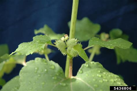 Common Cocklebur Xanthium Strumarium