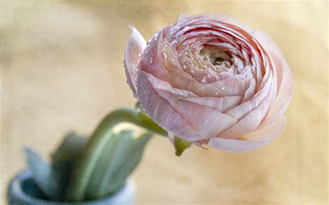 Download wallpaper 3840x2400 ranunculus, flower, petals, bud, drops