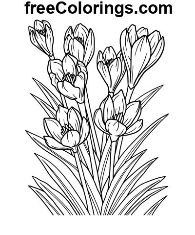 Krokusar Blomma ClipArt Ritning Gratis utskrivbara målarbok