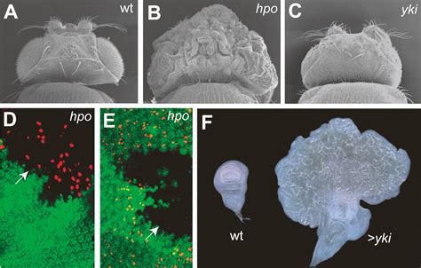 Hippo Signaling In Organ Size Control