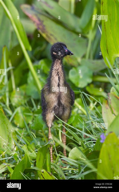 Purple Gallinule (Porphyrula martinica) chick among grass Stock Photo ...