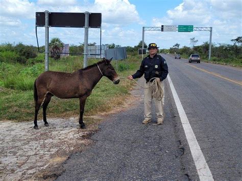 Estradas Nova A O Da Prf Do Piau Resgata Animais Soltos Nas