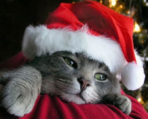 Cat In Santa Hat Christmas Cats Christmas Kitten Pet Holiday