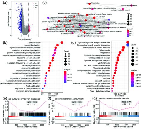 Gene Function Enrichment Analysis Identified Biological Pathways And Download Scientific