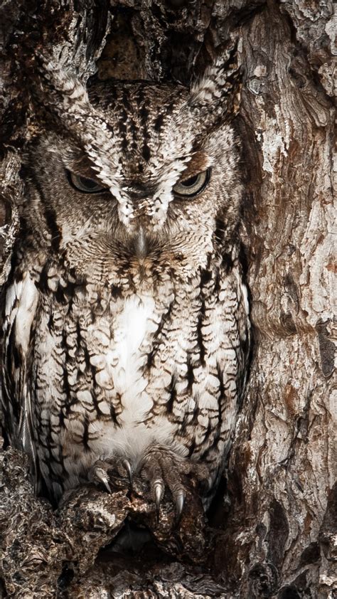 National Geographic K Hd Wallpaper Owl Hidden Eastern Screech