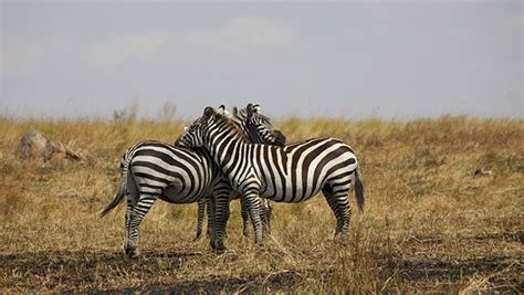 Best Time To Visit Tanzania Weather Guide Tanzania Safari