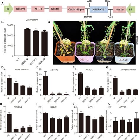 Frontiers The Cotton Ghwrky91 Transcription Factor Mediates Leaf