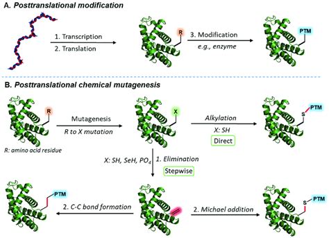 Enzymatic And Synthetic Posttranslational Modification Of Proteins A