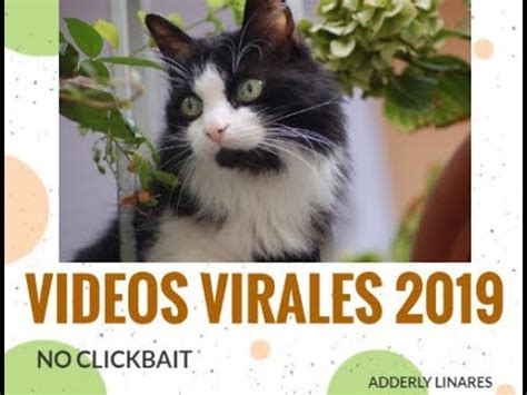 VIDEOS DE RISA RECOPILACION DE VIDEOS GRACIOSOS PERROS Y GATOS