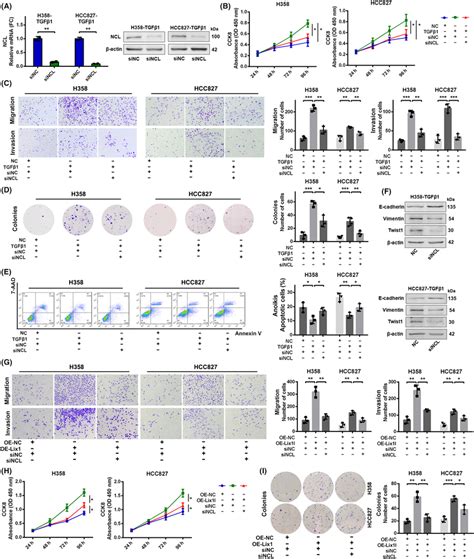 Lix Lncl Promotes Cell Proliferation And Core Emt Functions Of Nsclc