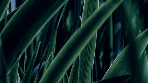 Download Wallpaper 2048x1152 Grass Leaf Macro Green Ultrawide