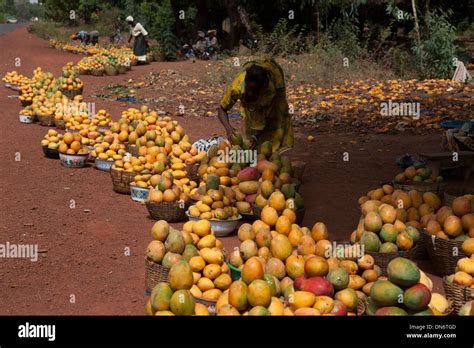 Mango season in Mali, West Africa Stock Photo - Alamy