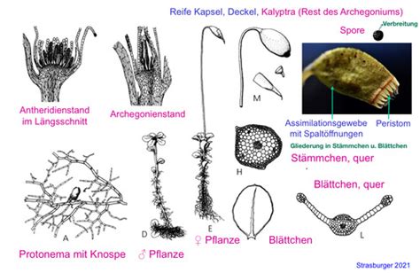 Vl Botanik Moose Und Farnartige Pflanzen Karteikarten Quizlet