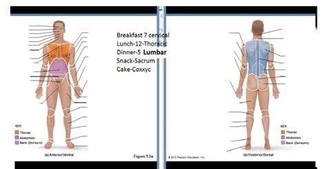 Anterior Ventral Labeling Diagram Quizlet Atelier Yuwa Ciao Jp