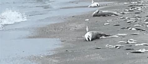 NOLA.com posts story about pogy boat dump of 850K fish off the coast of Louisiana - CCA Louisiana