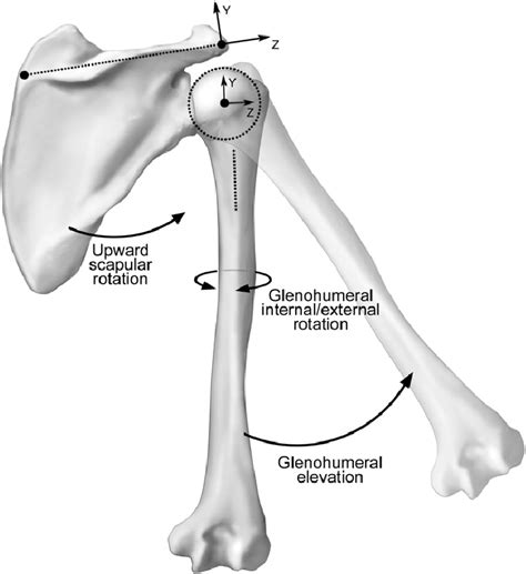 The Scapular And Humeral Coordinate Systems As Well As Glenohumeral