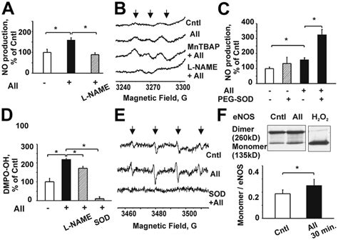 Aii Stimulation Of Ecs Induces No And O Production And Promotes Enos