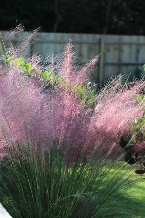 Buy Fast Forward Pink Muhly Grass Free Shipping Wilson Bros Gardens