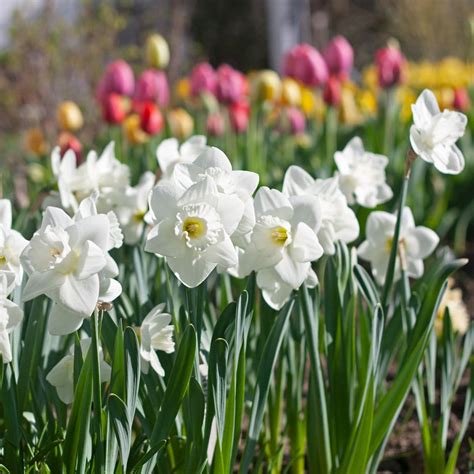 Narcissus 'Love You More' | White Flower Farm