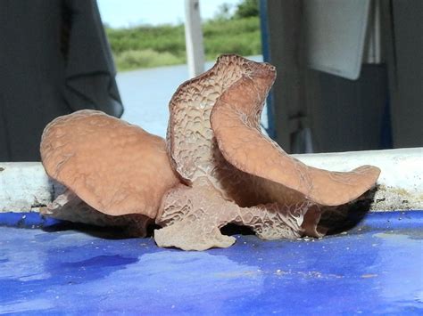 Auricularia delicata from Santarém PA Brasil on January 1 2021 at