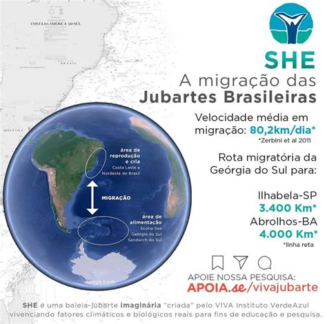 A migração das Baleias Jubarte Brasileiras VIVA Instituto Verde Azul