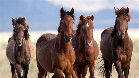 Quattro Cavalli In Fuga A Tarquinia Stanno Seminando Il Panico Giulivi