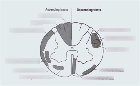 Tracts Function (ascending/descending) Diagram | Quizlet