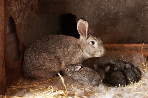 Newborn Rabbits Feeding