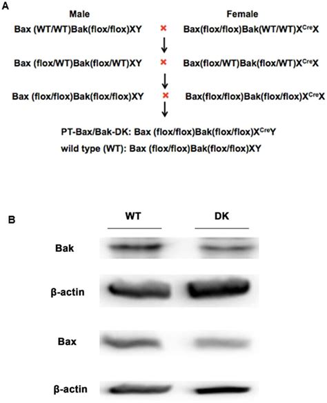 Establishment Of Proximal Tubule Specific Bax And Bak Double Knockout