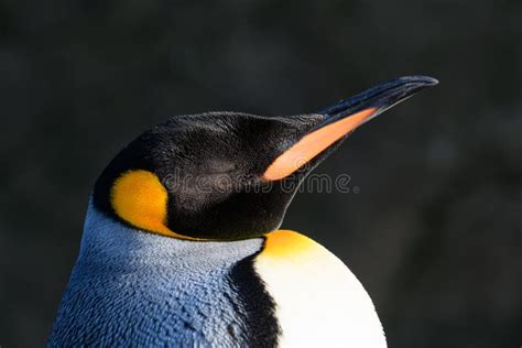 Emperor Penguin Portrait stock photo. Image of head - 108659756