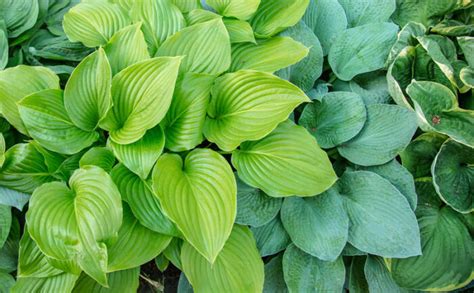 Ultimate Guide To Planting Hosta Tips For A Lush Garden Flower Patch