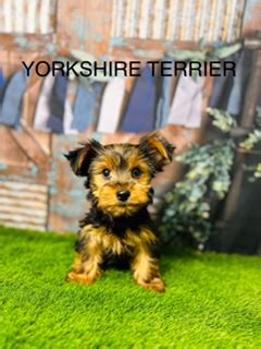 Yorkshire Terrier Coat Care | Everything You Need to Know | Douglas ...