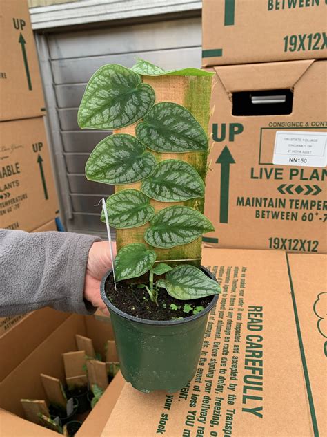 Monstera Dubia Plaque Tri State Foliage Prebook Shop