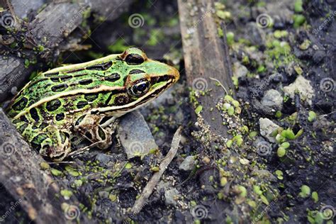 Green Frog stock photo. Image of natural, frog, spots - 75113104