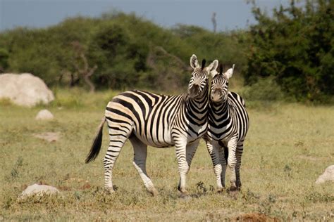 The Great Zebra Migration: Everything You Need to Know