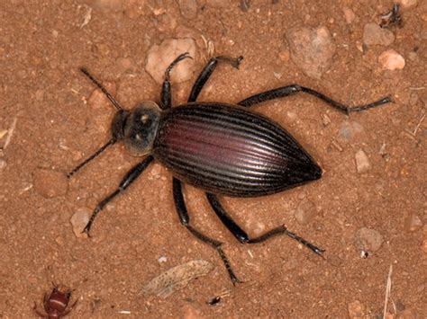 Pinacate Eleodes Hispilabris