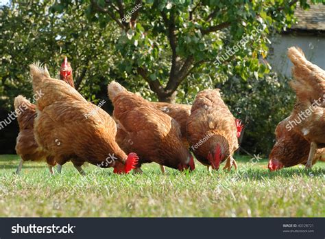 Hens In The Farm Stock Photo 40128721 : Shutterstock