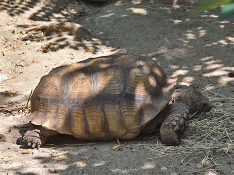 Centrochelys Sulcata African Spurred Tortoise In The Maryland Zoo In