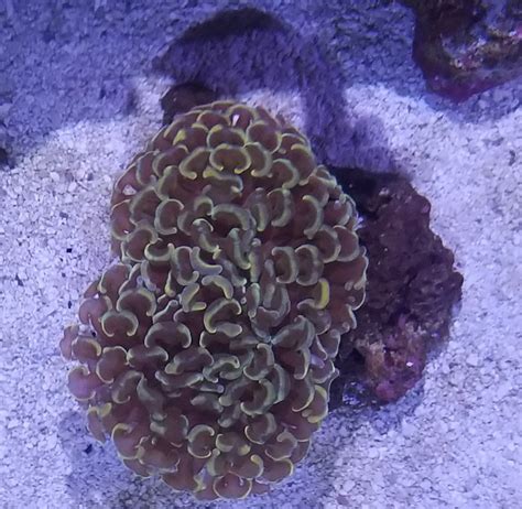 Texas Aussie Gold Torch Gold And Orange Wall Hammers REEF2REEF