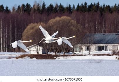 Group Whooper Swan Migration Leaving Rest Stock Photo (Edit Now) 1075091036