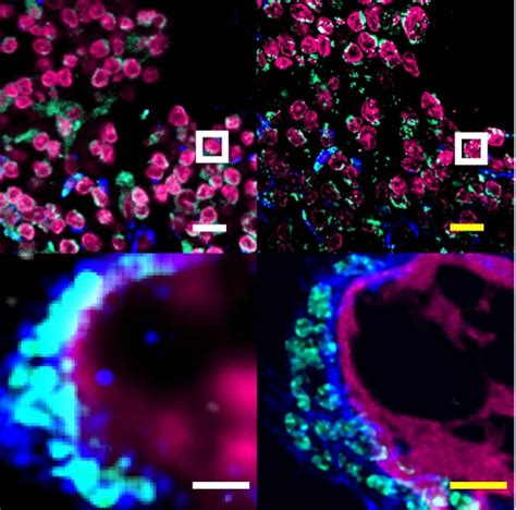 Biotium Dyes And Antibodies Help To Demonstrate A Novel Anchoring