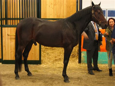 Italian Trotter Horse Breed Information, History, Videos, Pictures