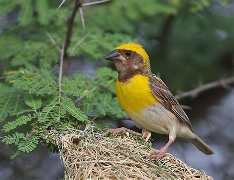 Baya Weaver Ploceus Philippinus Indian Subcontinent And Southeast Asia Colorful Birds Bird