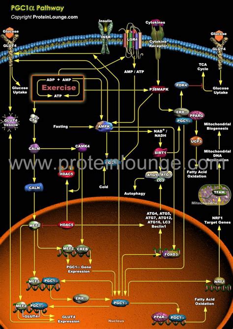 Biological Databases And Tools Pgc1alpha Pathway Protein Lounge