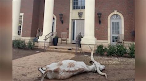 Dead Longhorn Found Mutilated In Front Of Oklahoma State University