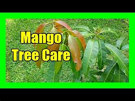 Mango tree care mango plant pruning mango flower drop control mango ...